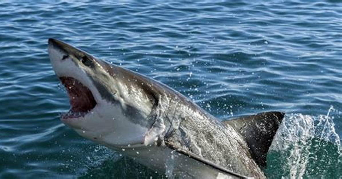 9 Locations Around the World Where Sharks Attack Most: Us, Australia