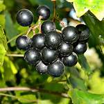 Are Florida Wild Grapes Edible? |