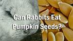Can Rabbits Eat Pumpkin Seeds?