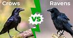 Crows vs Ravens: the Battle of the Black Birds