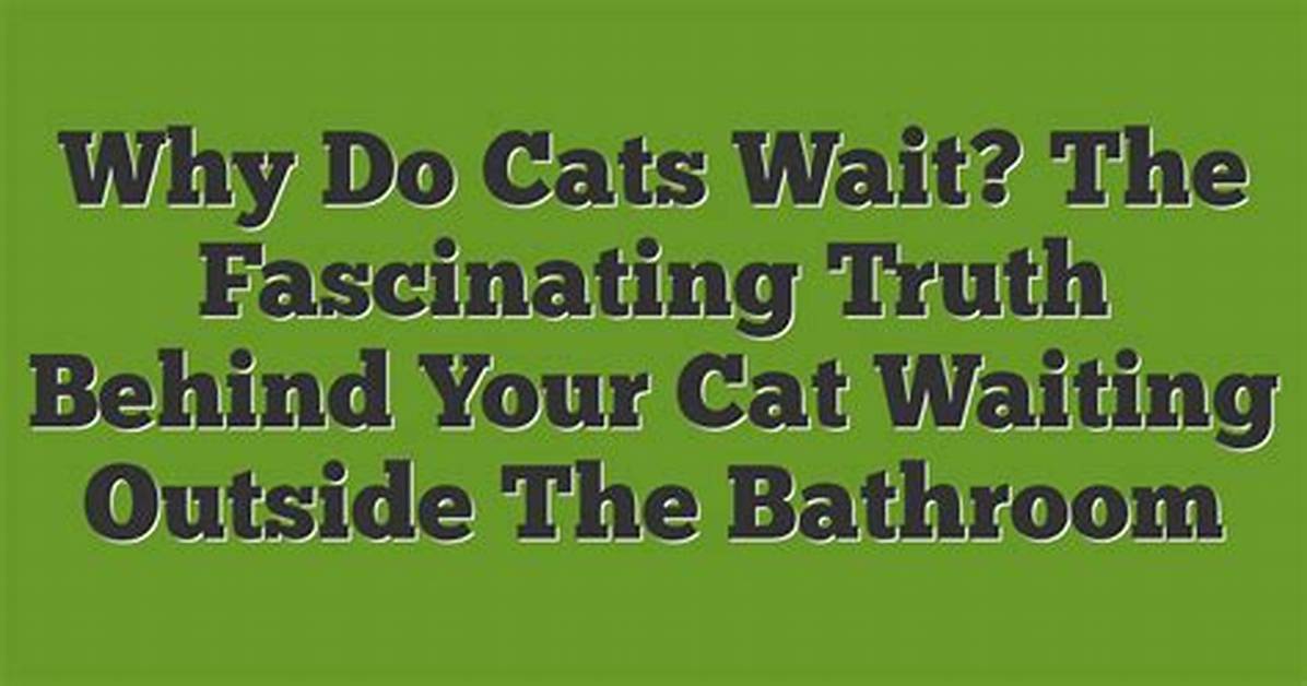 Discover the Truth Behind "What Is Cat Blender Video"