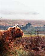 Discovering the Allure of Sable Wee: a Unique Perspective