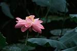 Discovering the Enchanting World of Shiny Flowers Bely Belinda
