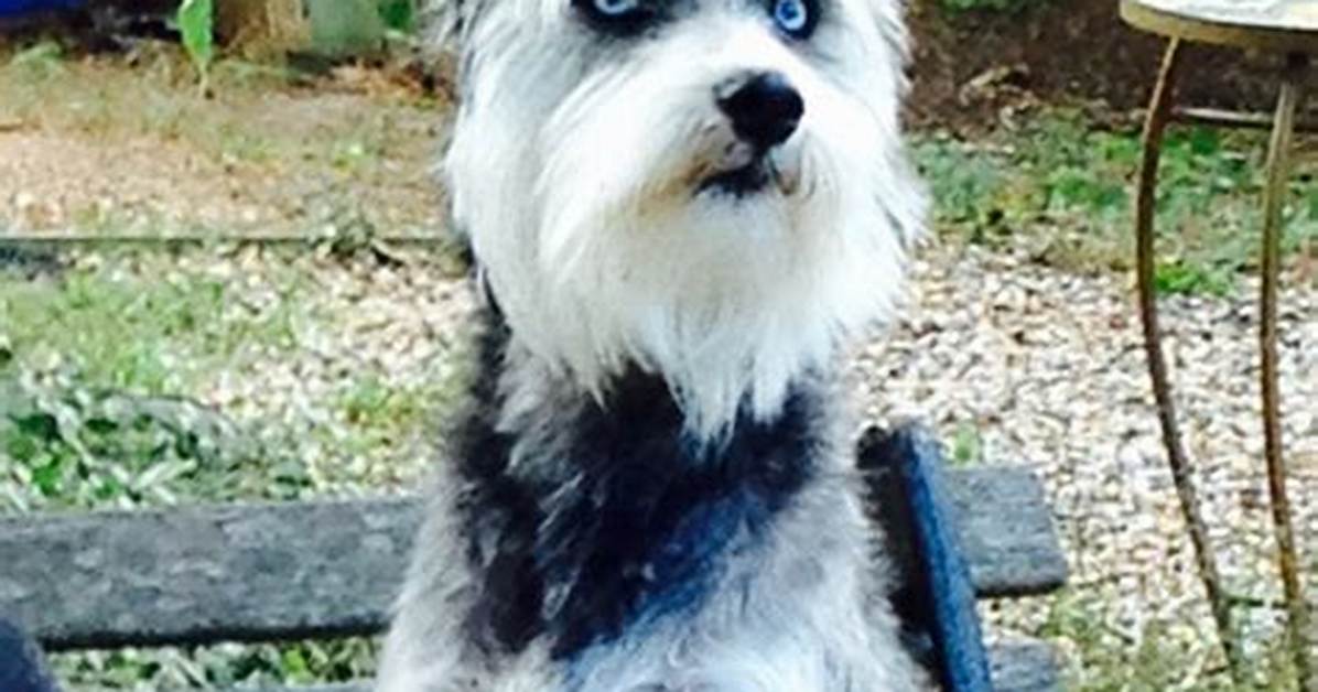 Discovering the Schnauzer Siberian Husky Mix: a Unique Blend of Traits