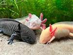 Exploring All Kinds of Axolotls: Nature's Aquatic Marvels