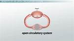 Exploring the Benefits of Open Circulatory Systems in Certain Animals