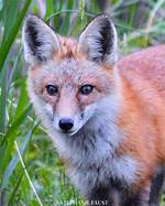 Exploring the Enigmatic Beauty of the Fox Nose