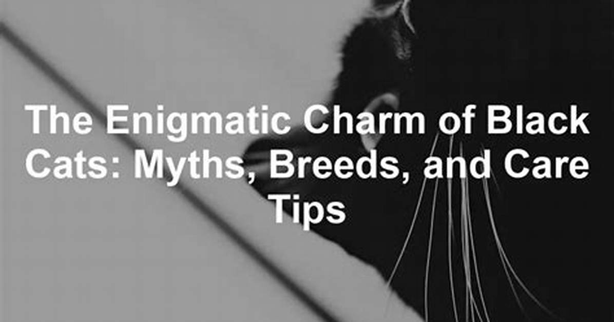 Exploring the Enigmatic Charm of Black Cats with Big Eyes