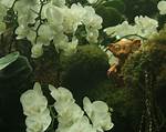 Exploring the Enigmatic World of Chaneques: Guardians of Nature