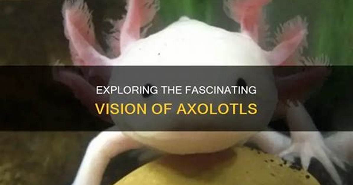 Exploring the Fascinating World of Axolotls: How Many Types Are There?
