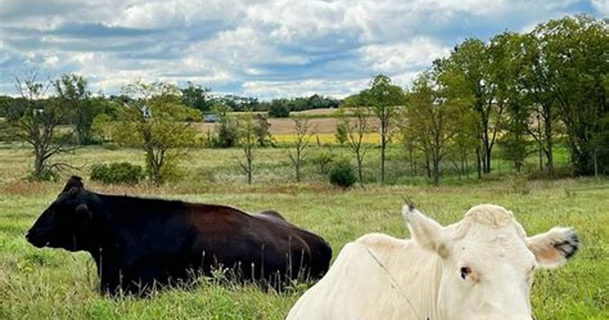 Exploring the Mystery Behind 30 Cows in a Field 28 Chickens