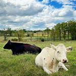 Exploring the Mystery Behind 30 Cows in a Field 28 Chickens