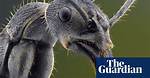 Face Your Fears: Extreme Creepy-Crawly Close-Ups in Pictures
