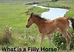 Filly Horse Meaning: Understanding the Role and Significance of Filly Horses in the Equestrian World