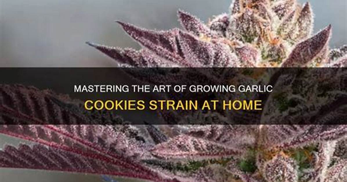 Grow Tips for Growing the Tropicana Cookies Cannabis Strain