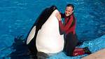 How Did Tilikum Kill Seaworld Trainer Dawn