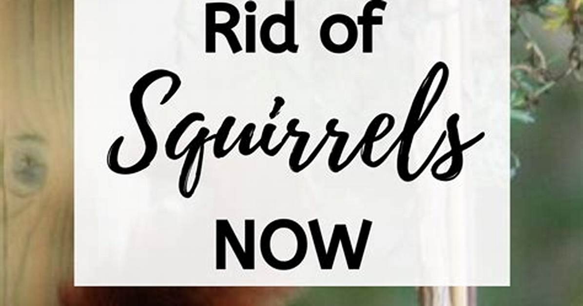 How to Get Rid of Squirrels Naturally