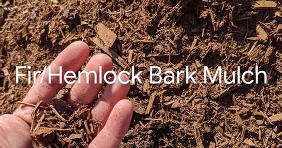 Is Hemlock Bark Mulch Poisonous?