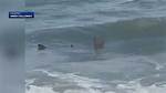 Shark Attacks in Hilton Head 2024: What You Need to Know