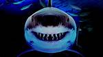 Sharks Scare Easily When They Face Undertakers