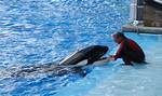 Shocking Footage Leaks! Watch Tilikum Kills Dawn in Tragic Seaworld Incident