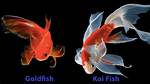 The Ultimate Guide to Coy Fish: Definition, Types, and More