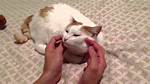 The Ultimate Guide to Nikki Cat Suraj Dev: History, Beliefs, and Practices
