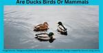 Uncover the Surprising Truth: Do Ducks Have Ears?