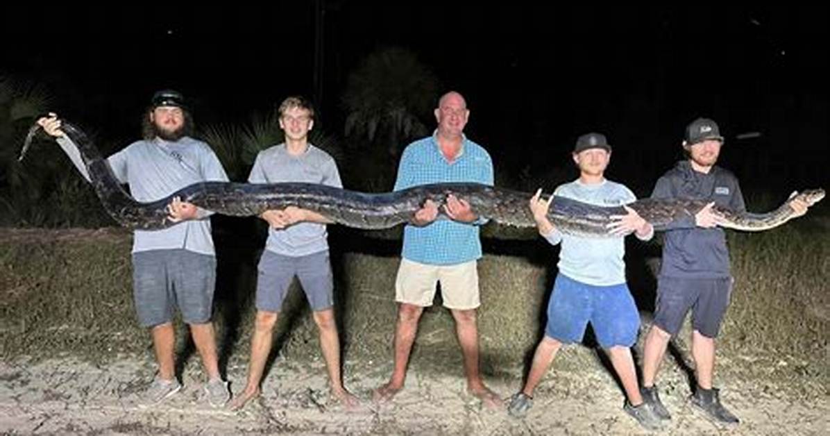 Understanding the 198 Lb Burmese Python: Facts, Care, and Conservation