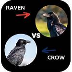 Understanding the Distinct Differences Between Crows and Ravens
