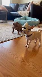 Unleashing Laughter: the Phenomenon of the Chihuahua Meme