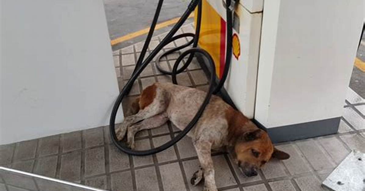 Unleashing the Mystery of the Petrol Dog Drink