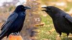 Unraveling the Mysteries: the Difference Between Crows and Ravens