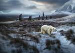 Unveiling the Age of Pokey Bear: Discoveries and Insights