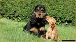 Unveiling the Enchanting World of English Cocker Spaniel Golden Retriever Mixes: Discoveries and Insights Await