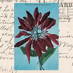 Unveiling the Enigma of Mrs. Hands: a Multifaceted Personality