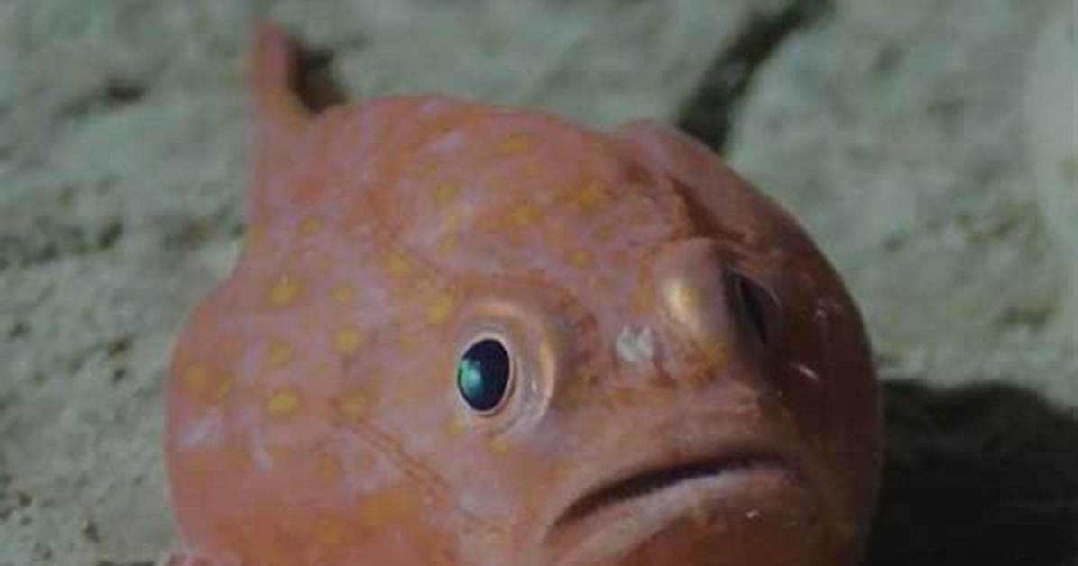 Unveiling the Mysterious Inyeop Age: a Deep Dive into the Life of a Rising Star