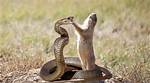 Unveiling the Predators: What Animals Eat Snakes?