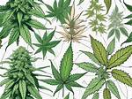 Unveiling the Secrets of a Legendary Strain