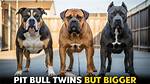 Unveiling the Truth: "Iowa Pitbull Attack"