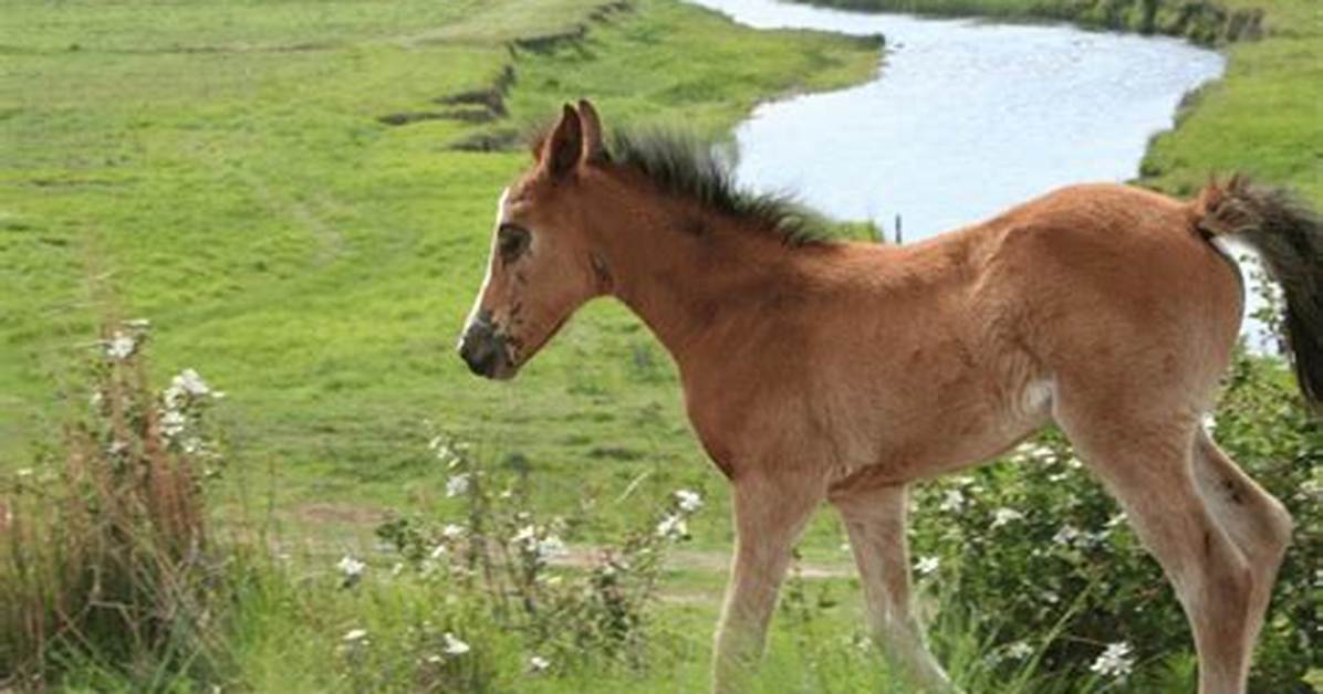 What Is a Filly Horse? Understanding the Basics and Unique Characteristics
