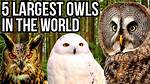What Is the Biggest Owl in the World?