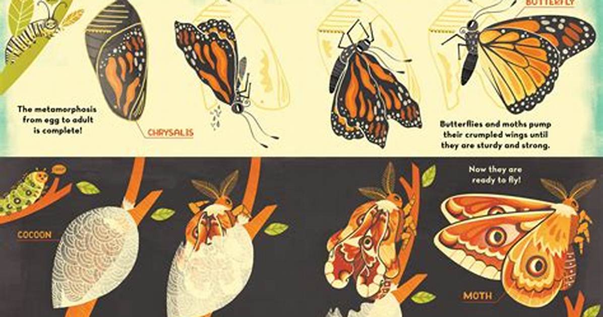 What's Inside a Caterpillar Cocoon and Butterfly Chrysalis