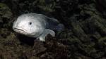 Where Does the Blobfish Live