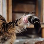 Why Do Cats Tails Fall off?