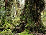 World's Oldest Forest Found in New York's Catskill Mountains
