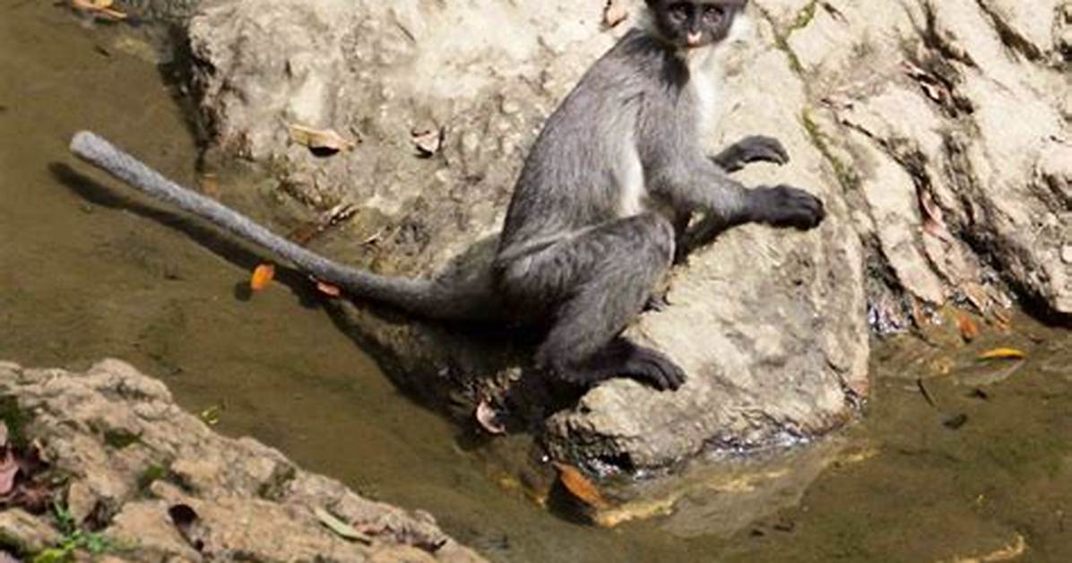 Zblogy | 'Extinct' Monkey Rediscovered in Indonesia Jungle